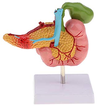 Pathological Model Of The Pancreas Duodenum And Gallbladder